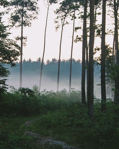 Puszcza Kozienicka, Archiwalne