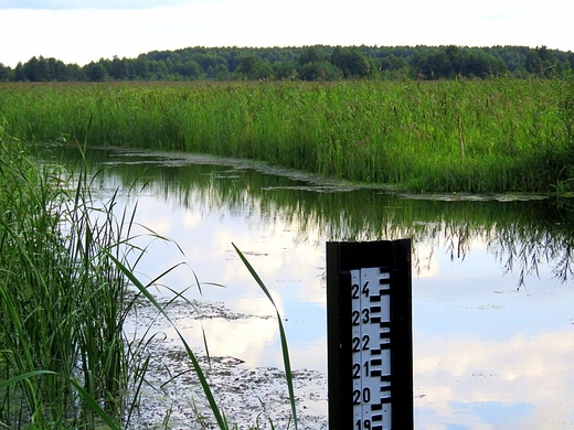 Narwiaski Park Narodowy