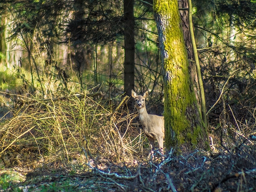 Puszcza Kozienicka