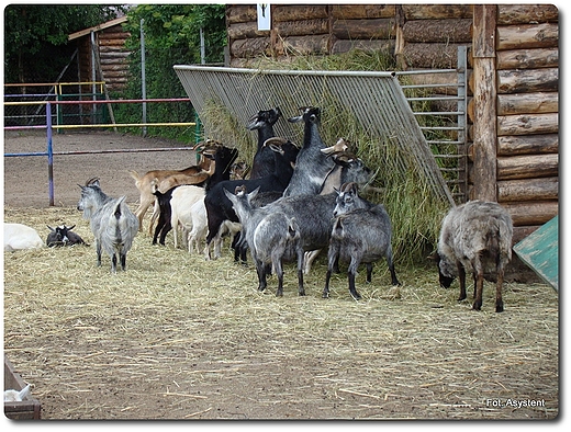 Zoo Safari wierkocin