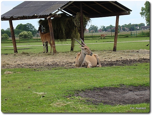 Zoo Safari wierkocin