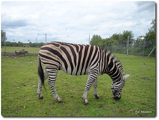 Zoo Safari wierkocin