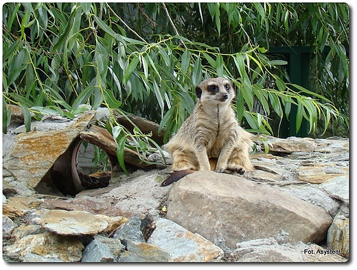 Zoo Safari wierkocin