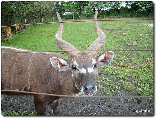 Zoo Safari wierkocin