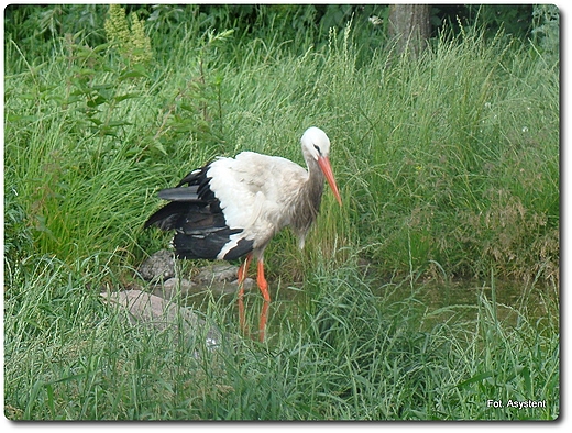 Zoo Safari wierkocin