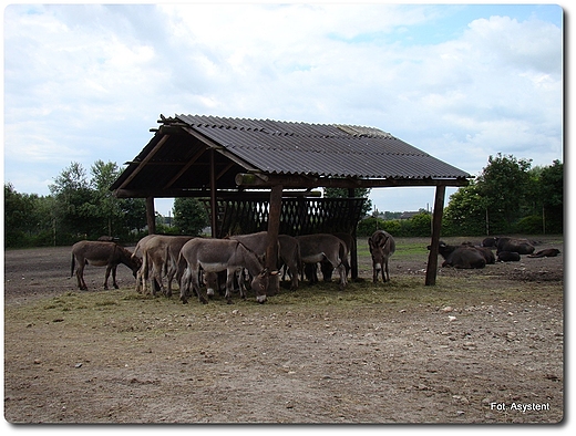 Zoo Safari wierkocin