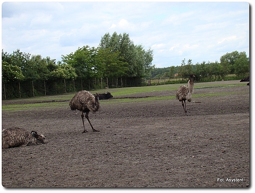 Zoo Safari wierkocin