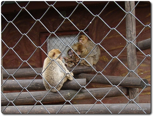 Zoo Safari wierkocin