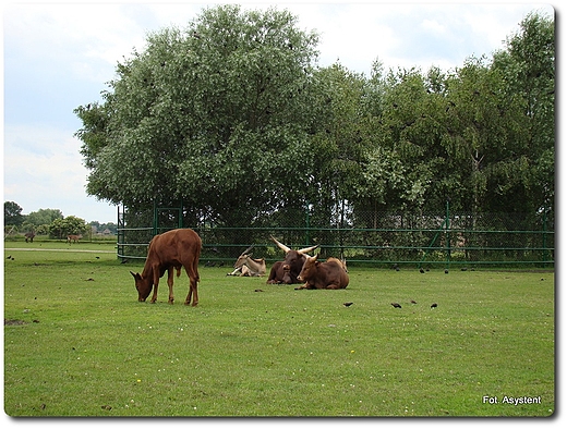 Zoo Safari wierkocin