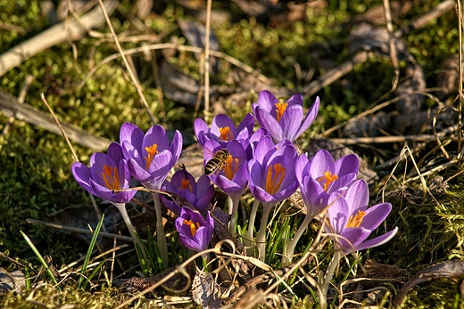 wiosenne krokusy