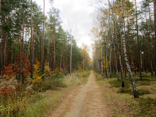 Jesie w podmiejskim lesie