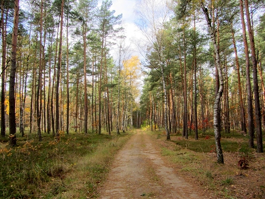 Jesie w podmiejskim lesie