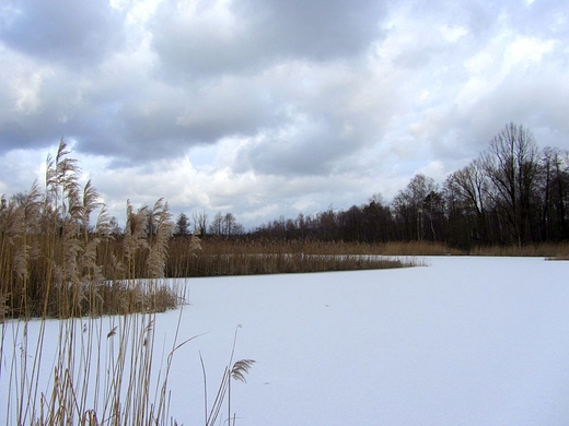 Rezerwat przyrody Bagno Pogorzel