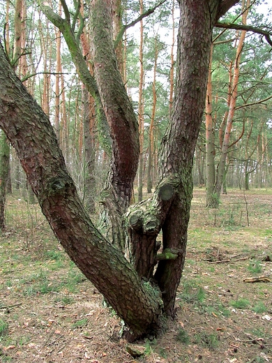 Drzewna rzeźba