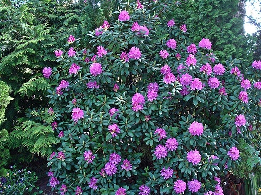 Rododendron