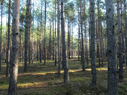 Fragment toruskiego lasu