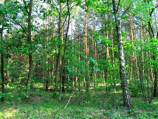 Las w Konecku