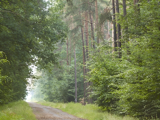 Puszcza Kozienicka