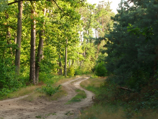 Puszcza Kozienicka