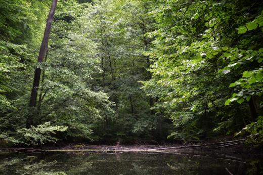 Dolina Elfw Trjmiejski Park Krajobrazowy