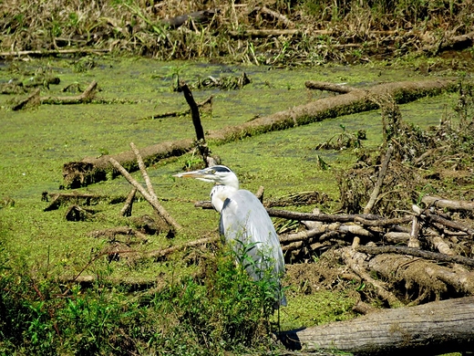 Czapla siwa