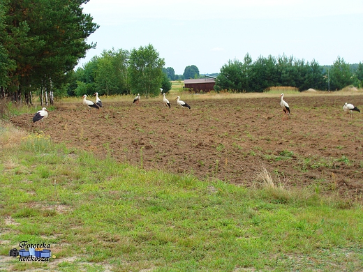 Raczkowice Kolonia gm.Dbrowa Zielona