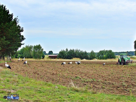 Raczkowice Kolonia gm.Dbrowa Zielona