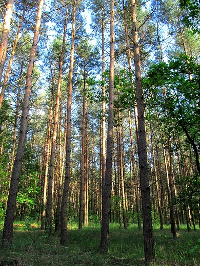 Las - relaksem dla czowieka