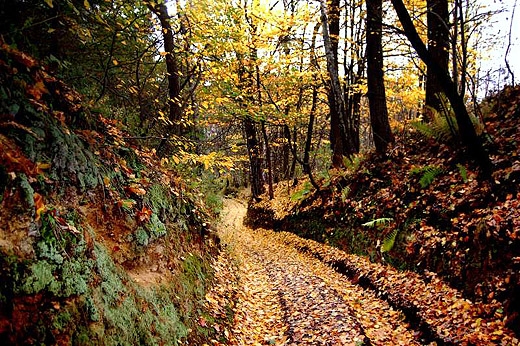 Lane drogi