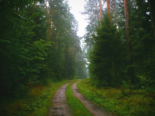 Puszcza Kozienicka