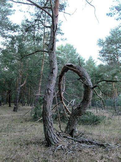 Skręcony