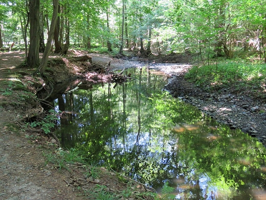 Rezerwat przyrody Nad Grobl - park krajobrazowy Chemy