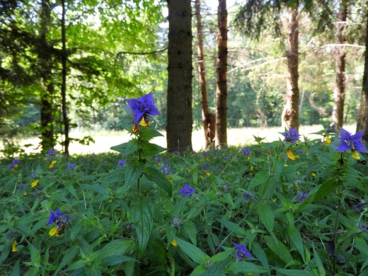 Rezerwat przyrody Nad Grobl - park krajobrazowy Chemy