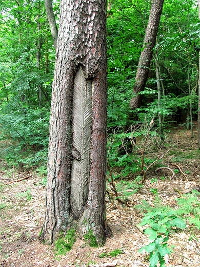 Dostarczyo ywicy