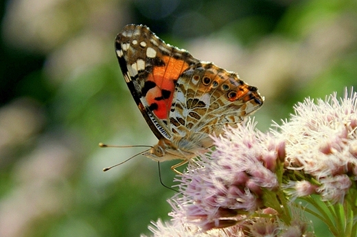 Rusałka osetnik