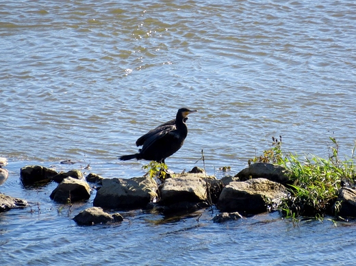 Nadwiślański kormoran