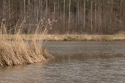 stawy Szkarotkowe