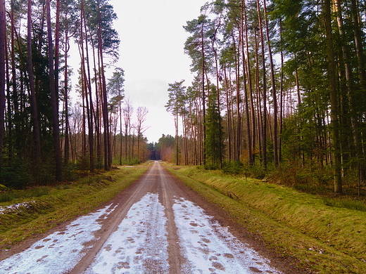 Puszcza Kozienicka