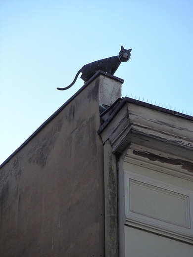 Kot na dachu