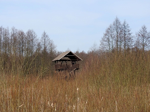 Rezerwat przyrody Bagno Caowanie u schyku zimy