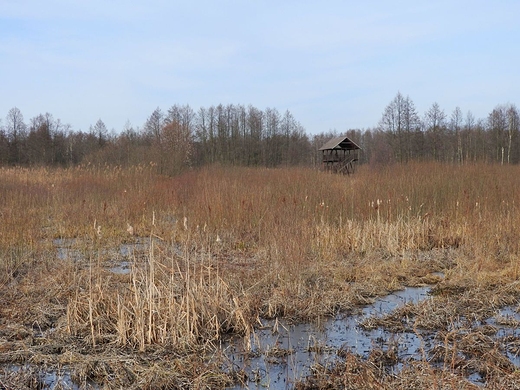 Rezerwat przyrody Bagno Caowanie u schyku zimy