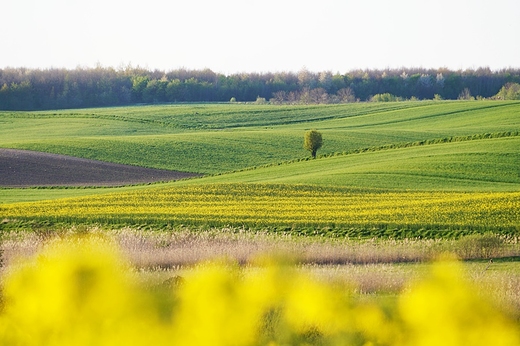 Wiosenne przebudzenie