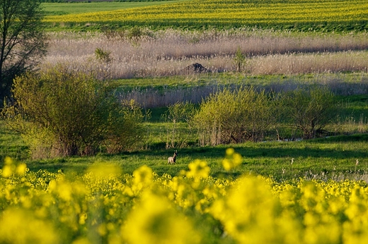 Przyapany