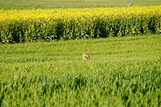 Przyapany
