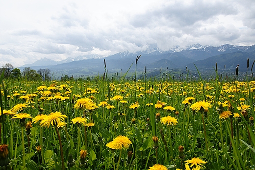 Tatry pod koniec maja. Podhale