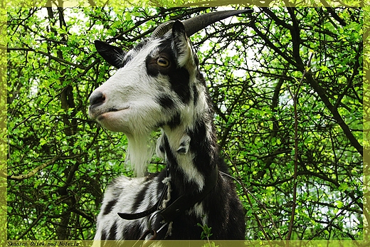 Skansen Osiek nad Noteci