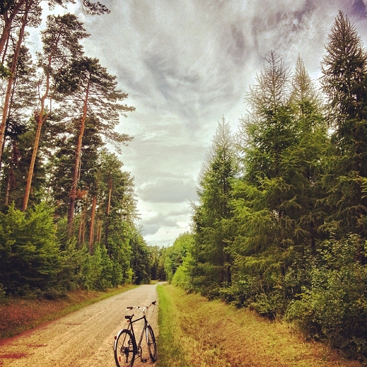 Puszcza Kozienicka