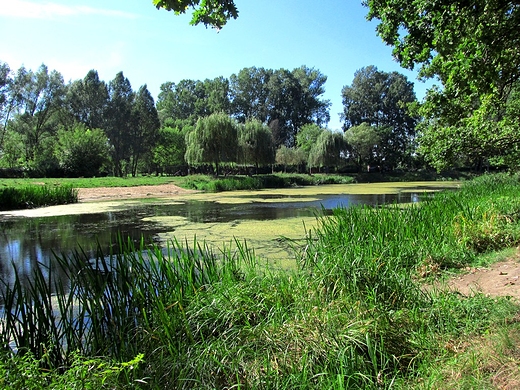 Martwka na nadwilaskich boniach