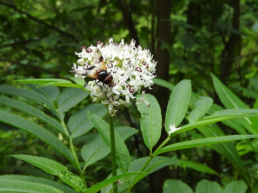 Przyroda Roztocza