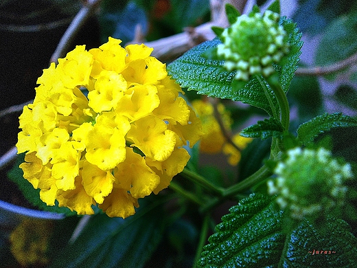 LANTANA POSPOLITA